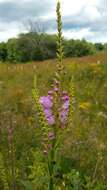 Image of obedient plant