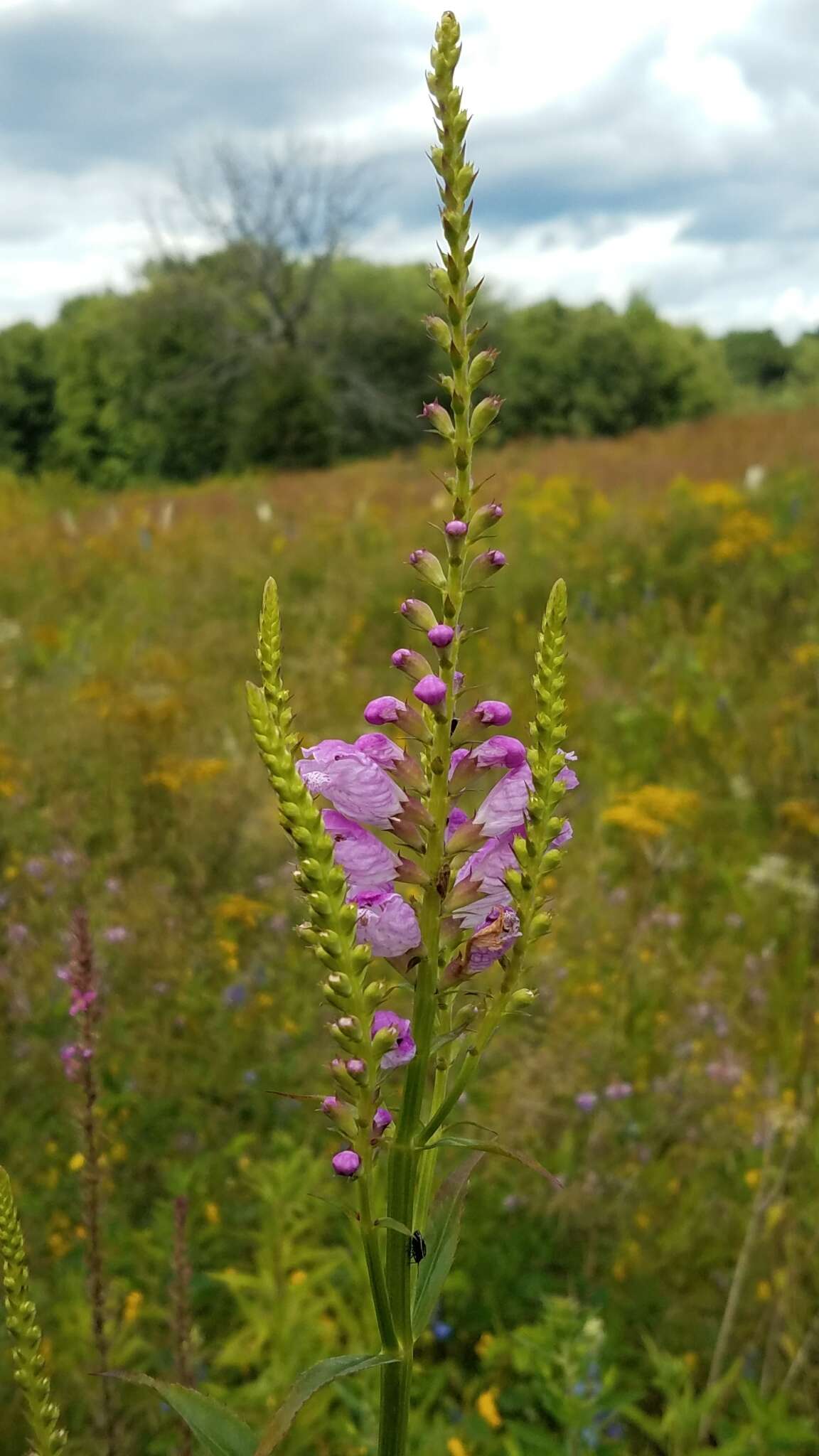 Image of obedient plant