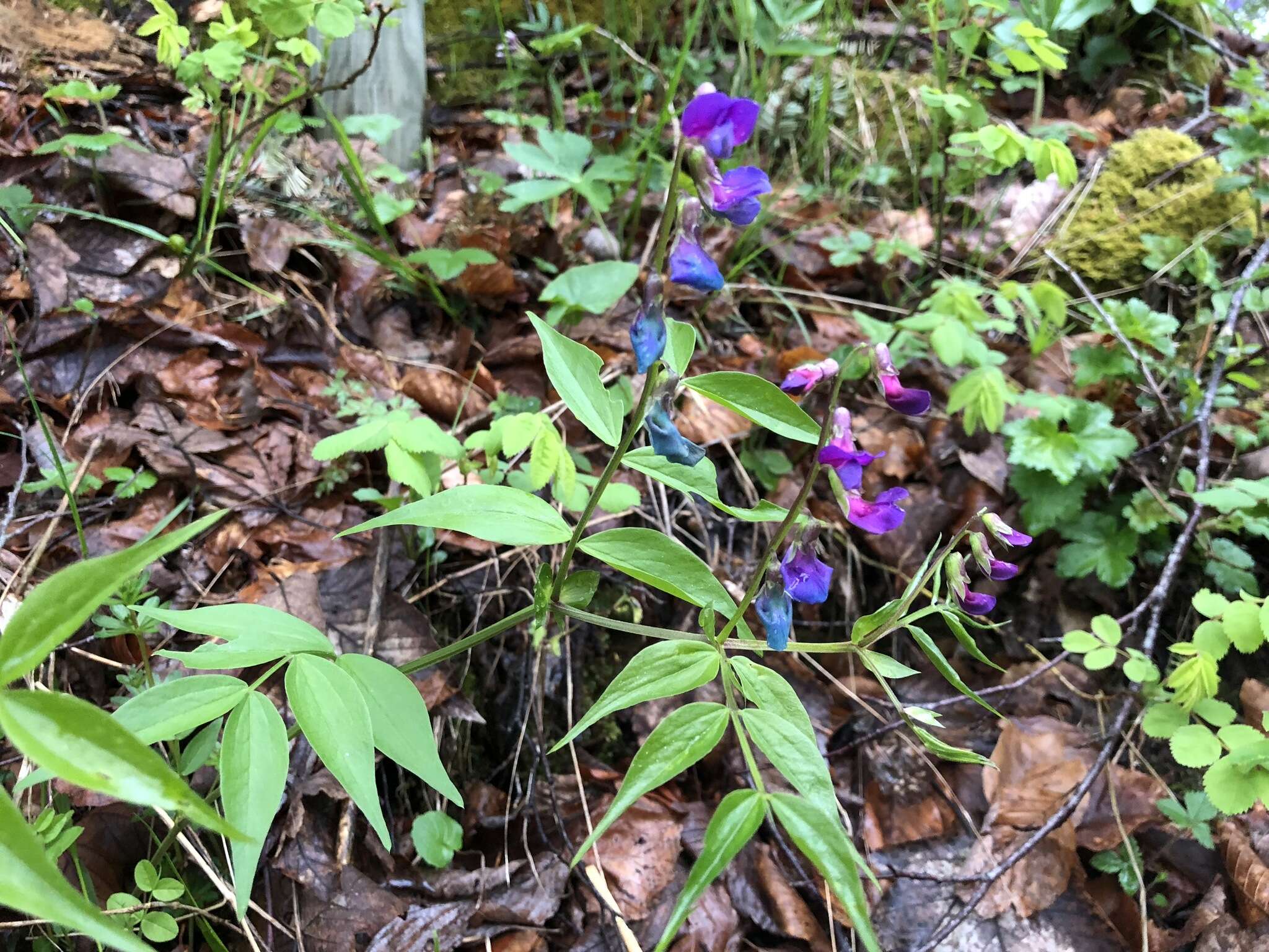 Lathyrus vernus (L.) Bernh. resmi