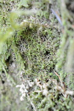 Image of Lepidozioideae Müll. Frib.