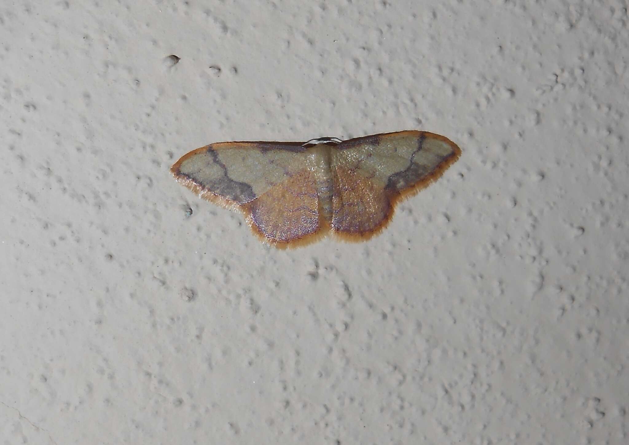 Image de Idaea ostrinaria