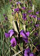 Image of Alpine Hovea