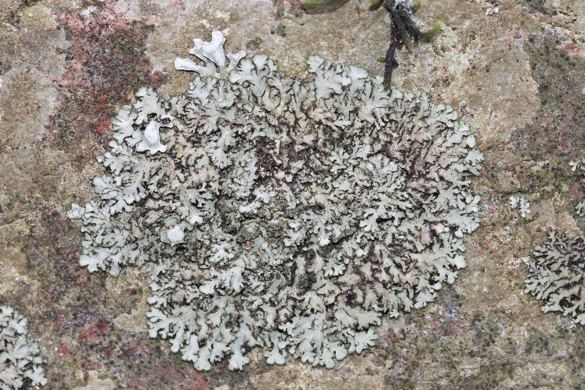 Image of wreath lichen