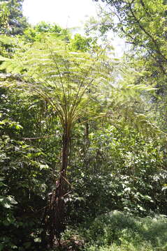 صورة Cyathea bicrenata Liebm.