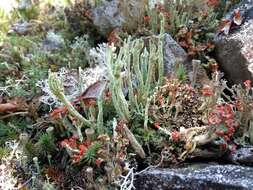Image of sulphur cup lichen
