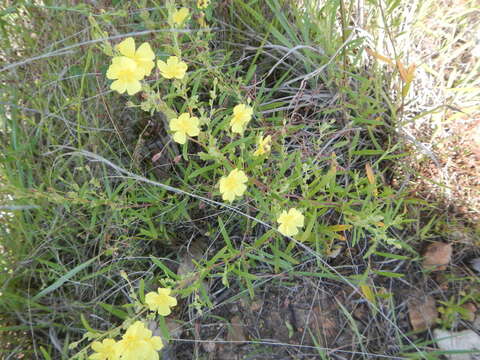 Image of Crocanthemum rosmarinifolium (Pursh) Janchen