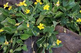 Image of goosefoot violet