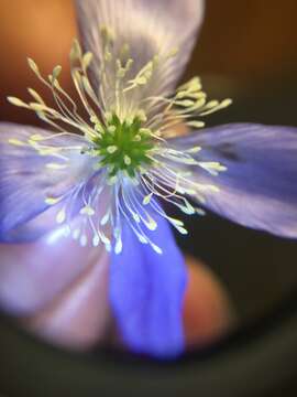 Image of Blue Windflower