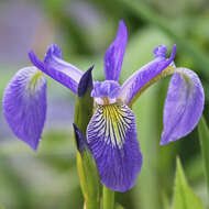 Image de blue flag iris versicolore