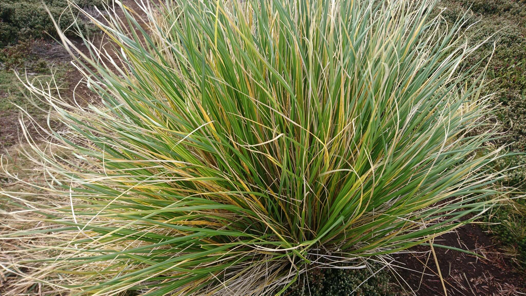 Image of tussock grass