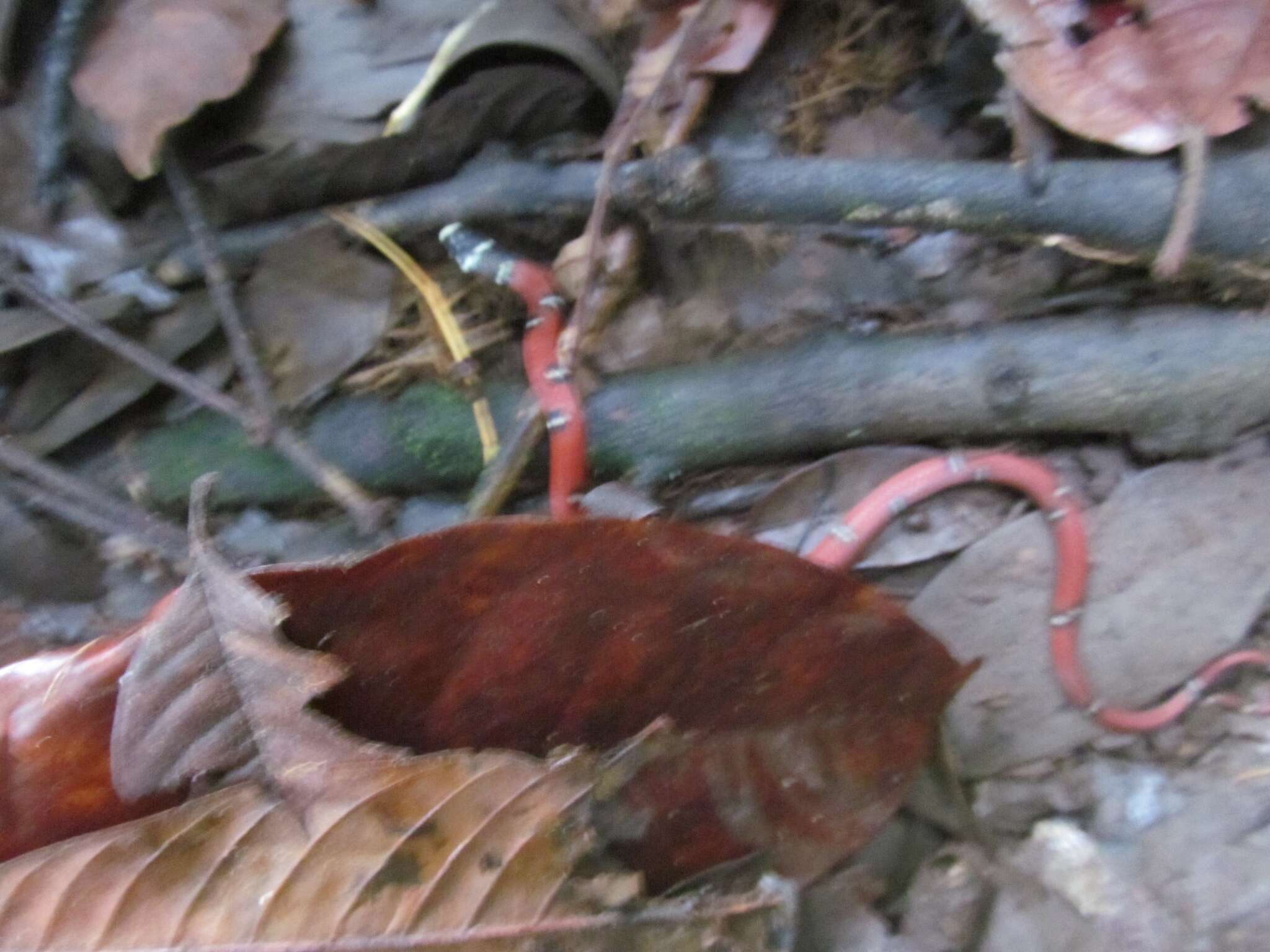 Image of Banded Centipede Snake