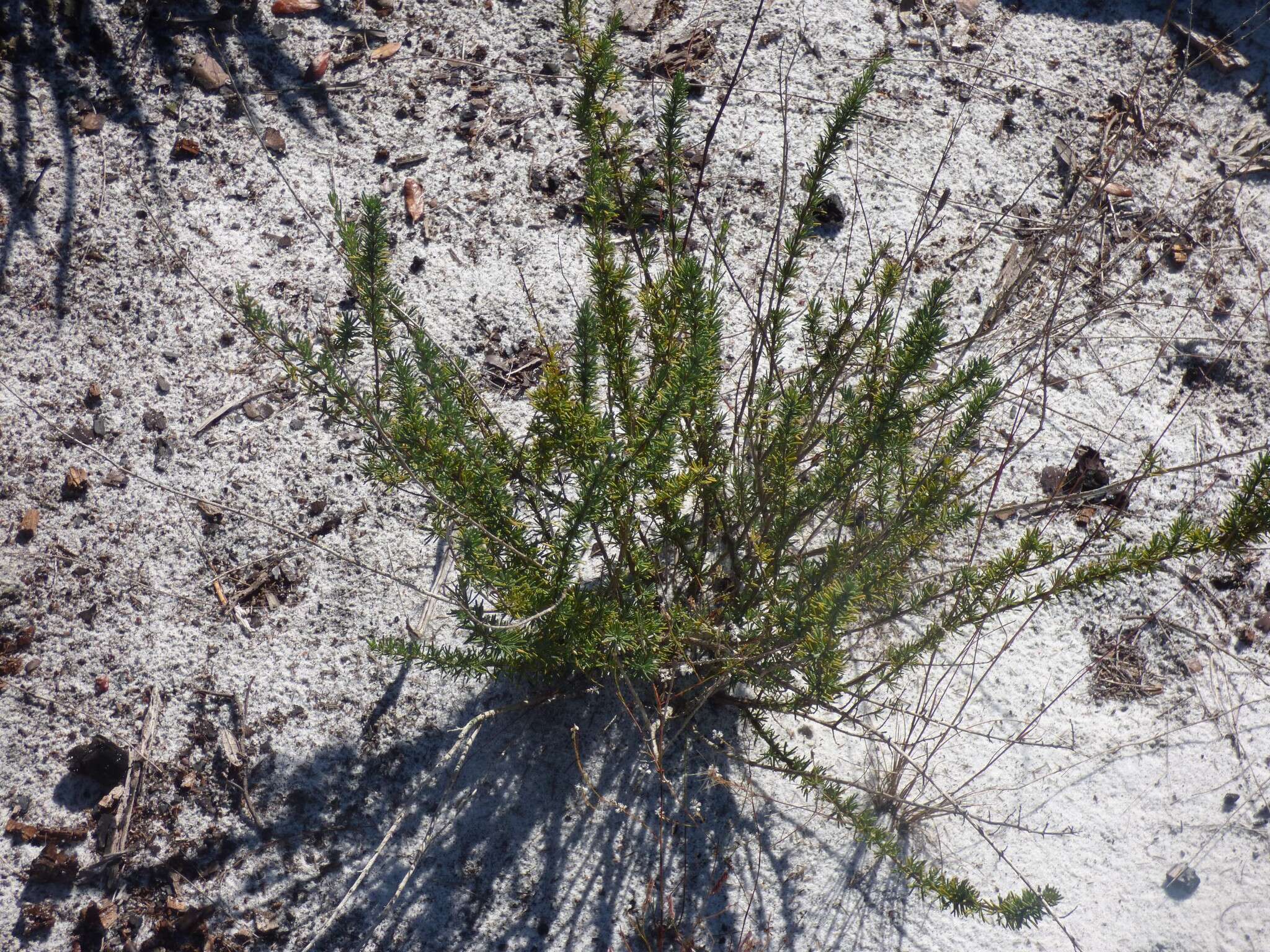 Image of false rosemary