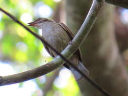 Image of Malay Honeyguide