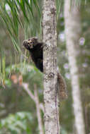 Image of Buffy Tufted-ear Marmoset