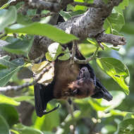 Image of Indian Flying Fox