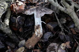 Image of Tricholoma griseoviolaceum Shanks 1996