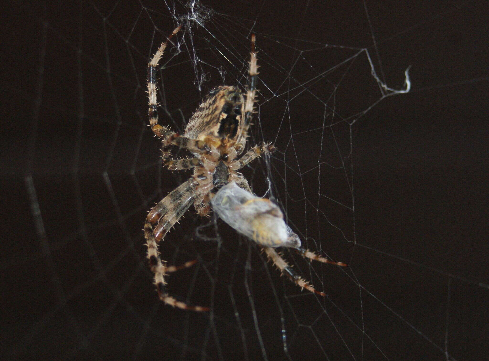 Image of Garden spider