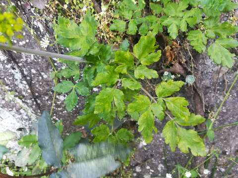 Image of Arracacia atropurpurea (Lehm.) Benth. & Hook. fil. ex Hemsl.