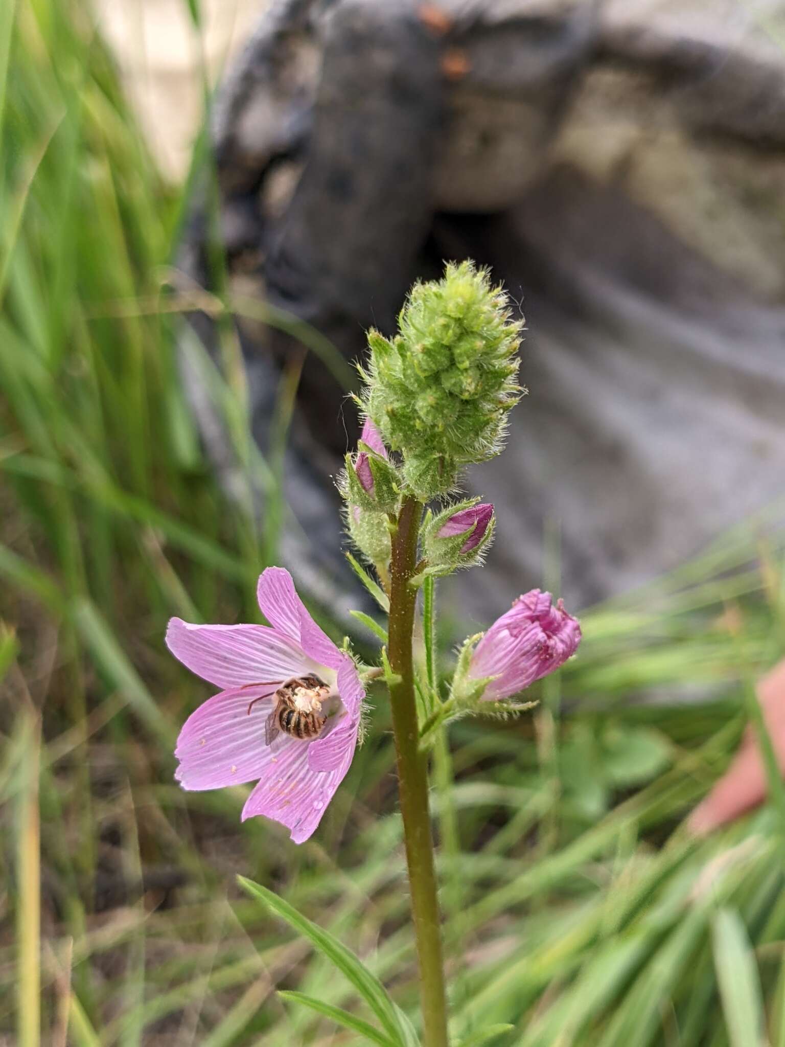 Imagem de Sidalcea neomexicana A. Gray