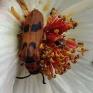 Image of Lytta (Paralytta) quadrimaculata (Chevrolat 1834)