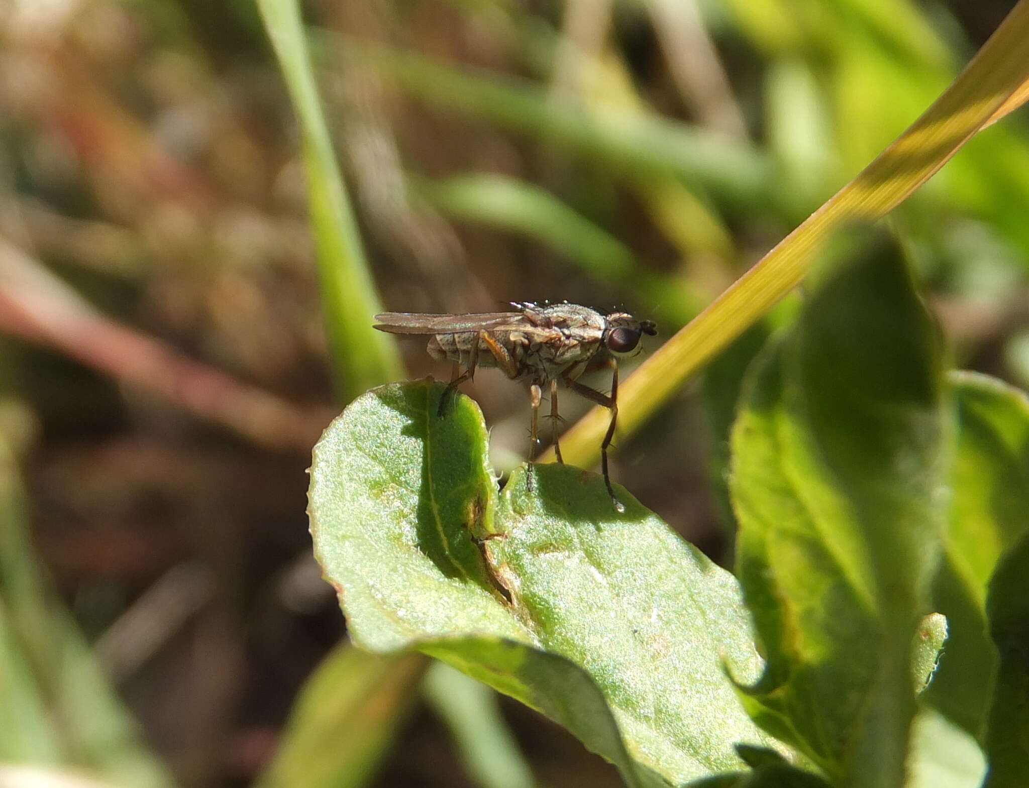 Image of Pherbellia mikiana (Hendel 1900)