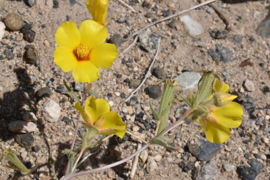 Image of shining blazingstar