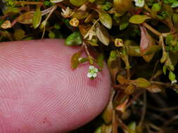 Image of Montia fontana subsp. fontana