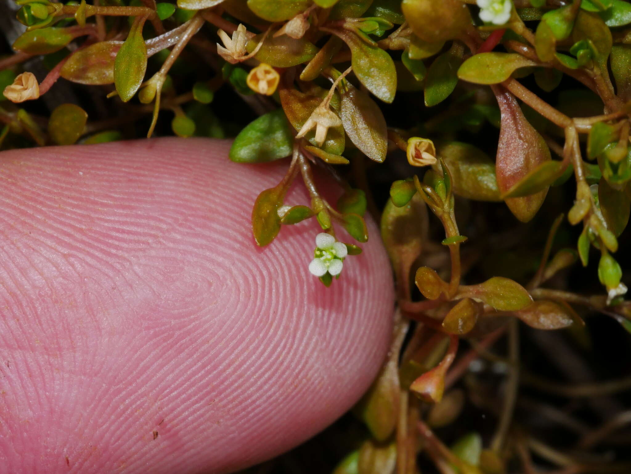 صورة Montia fontana subsp. fontana