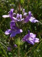 Слика од Euphrasia caudata (J. H. Willis) W. R. Barker