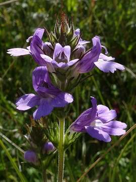 Image of Euphrasia caudata (J. H. Willis) W. R. Barker