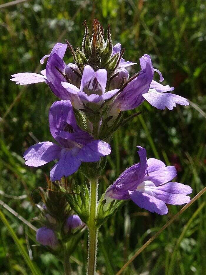 Слика од Euphrasia caudata (J. H. Willis) W. R. Barker