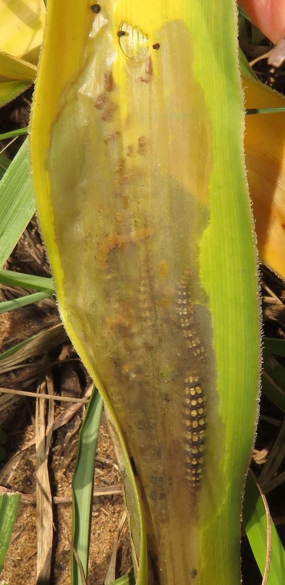 Image of Candy-striped crinum