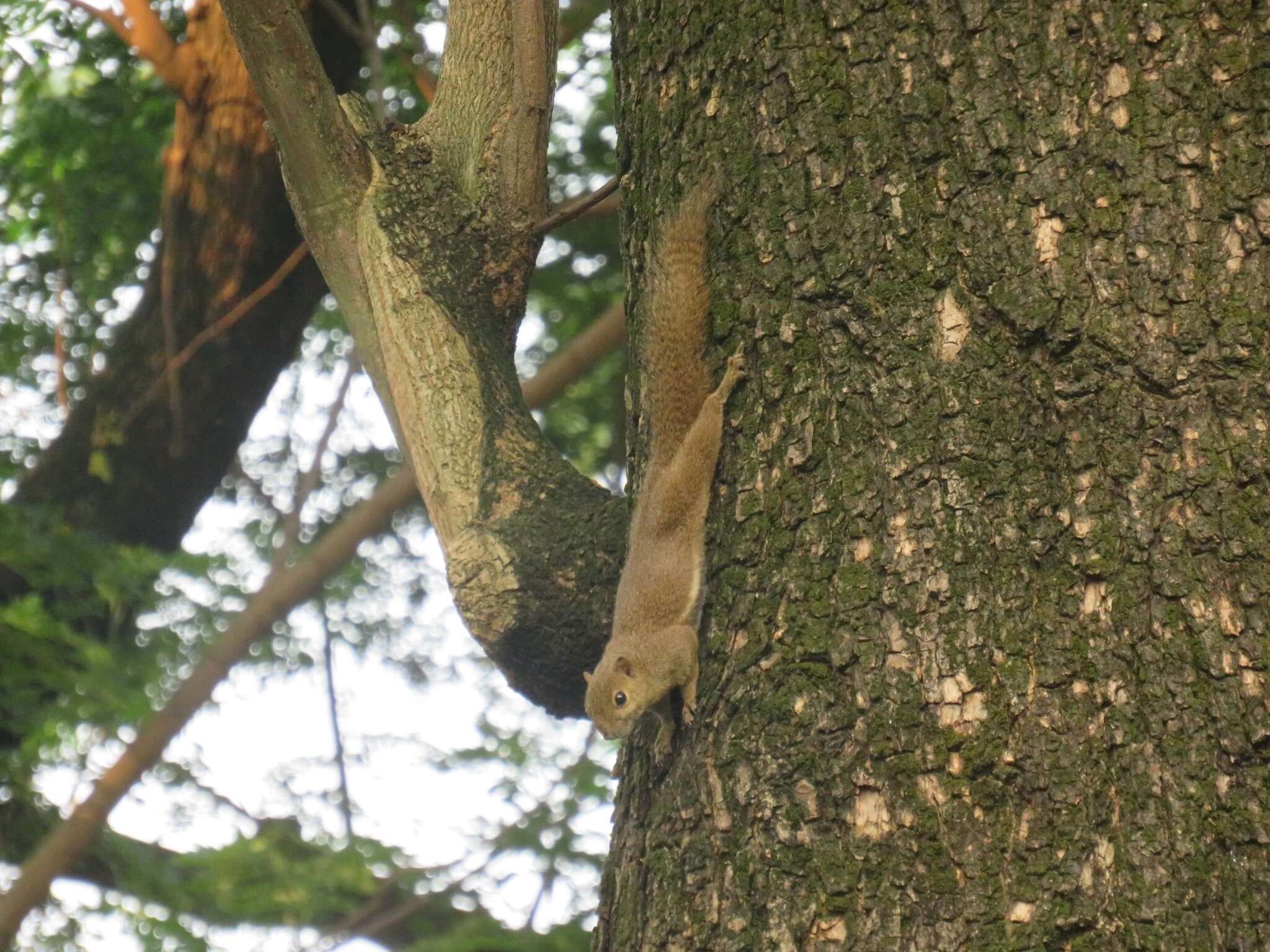 Plancia ëd Callosciurus nigrovittatus (Horsfield 1823)