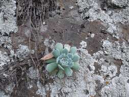 Image of Echeveria hyalina Walther