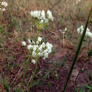 Image of Allium akirense N. Friesen & Fragman