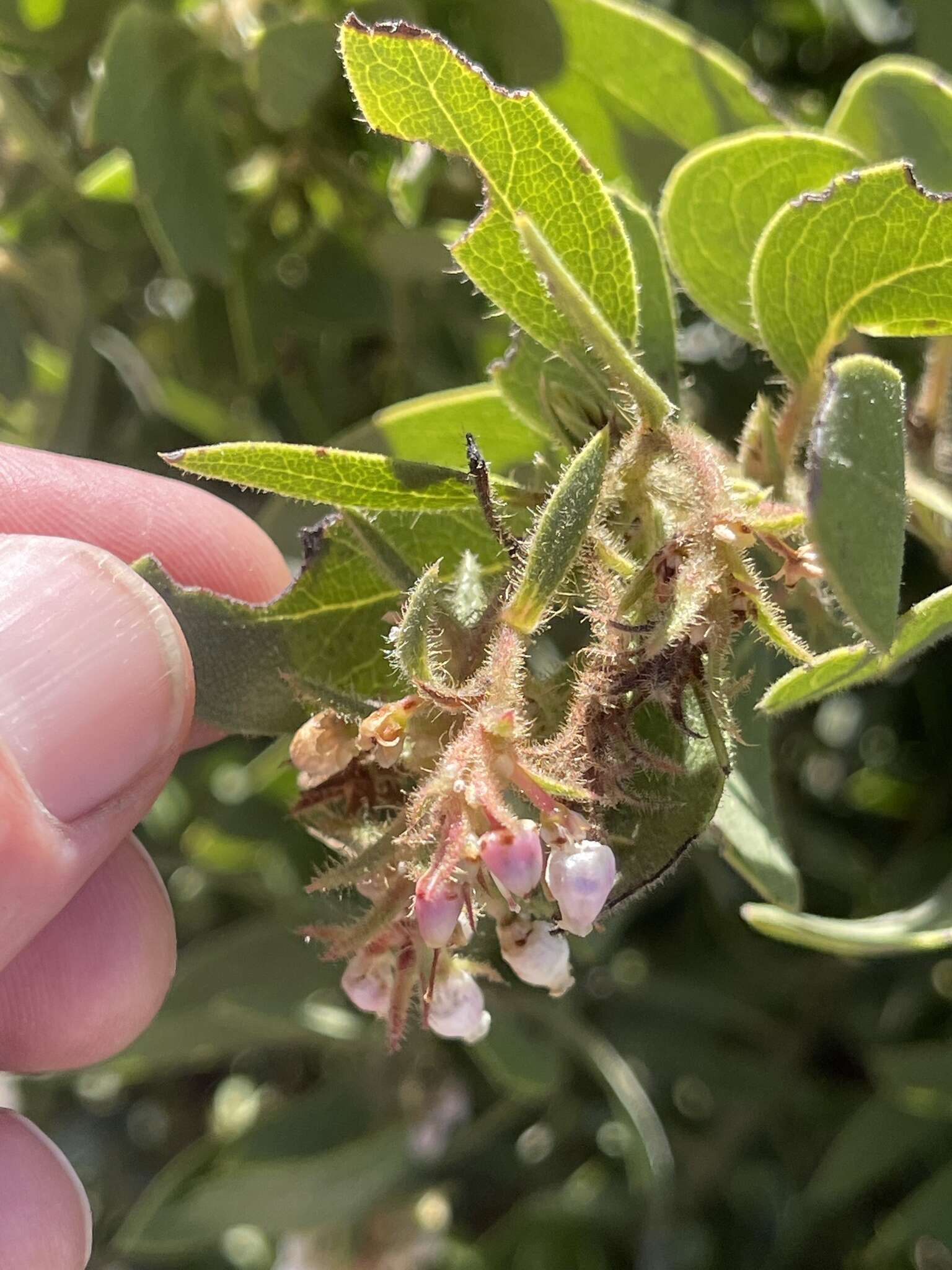 Слика од Arctostaphylos glandulosa subsp. zacaensis (Eastw.) P. V. Wells