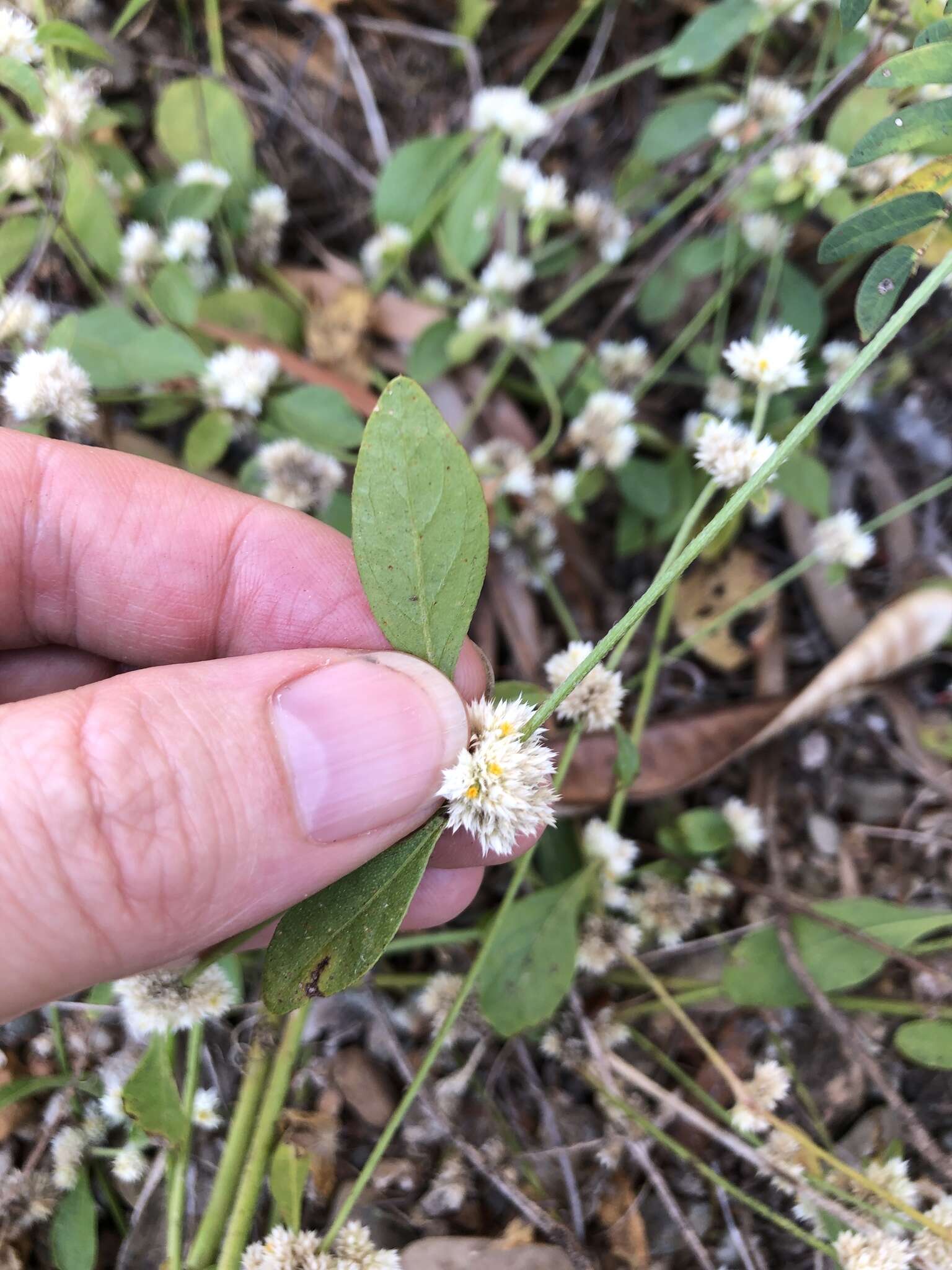 صورة Alternanthera ficoidea (L.) R. Br.