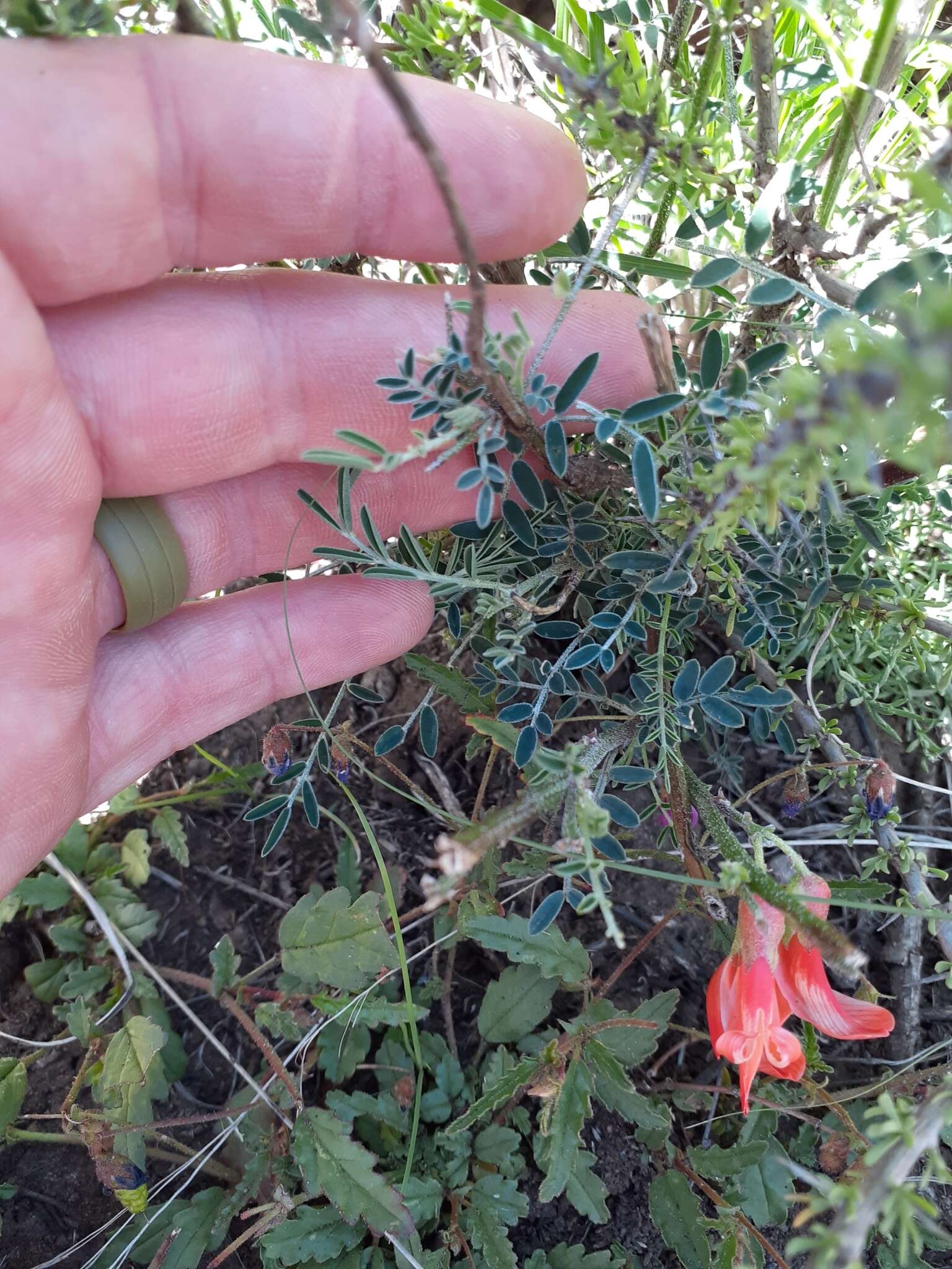 Image of Lessertia frutescens subsp. microphylla