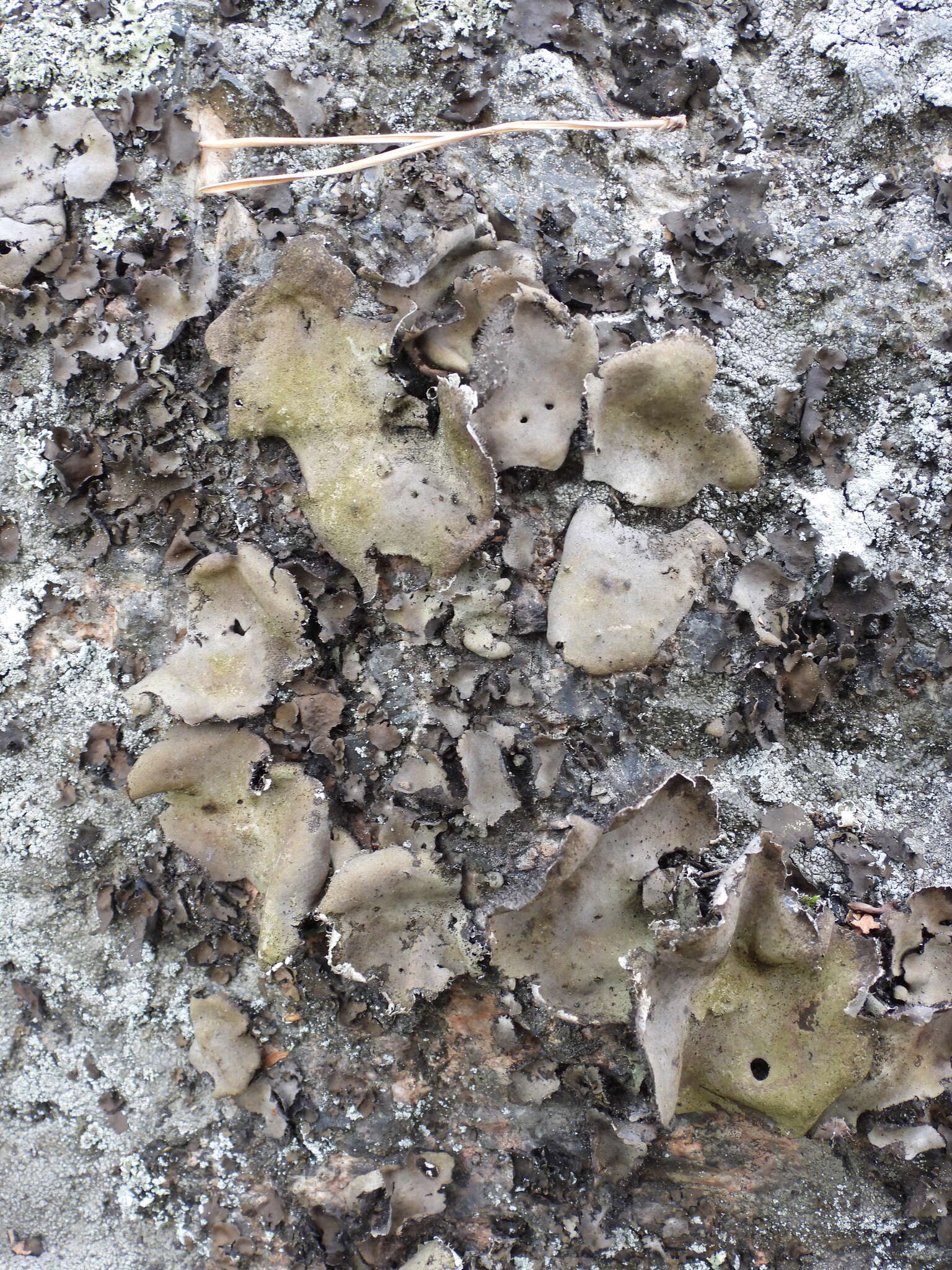 Image of navel lichen