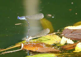 Image of Blue-ringed Dancer