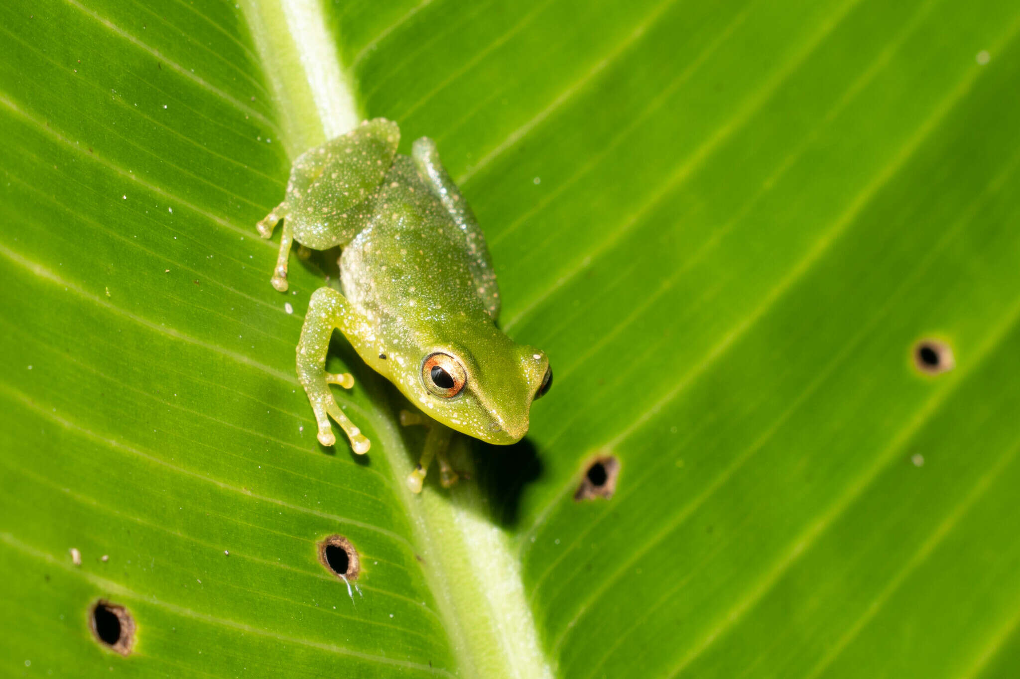 Image of Pristimantis omeviridis Ortega-Andrade, Rojas-Soto, Valencia, Espinosa de los Monteros, Morrone, Ron & Cannatella 2015