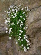 Image de Moehringia bavarica subsp. bavarica