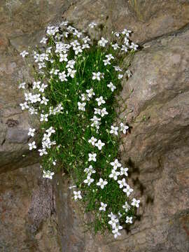 Image of Moehringia bavarica subsp. bavarica