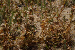 Image of Cuscuta nitida Choisy