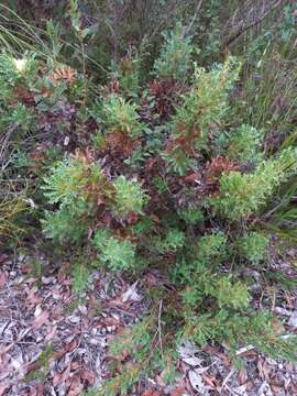 Imagem de Banksia armata (R. Br.) A. R. Mast & K. R. Thiele