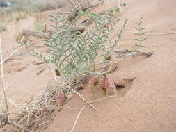 Imagem de Astragalus subcinereus A. Gray