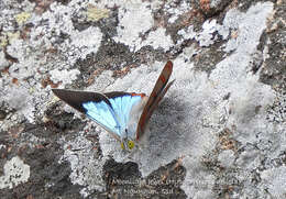 Imagem de Hypochrysops delicia Hewitson 1875