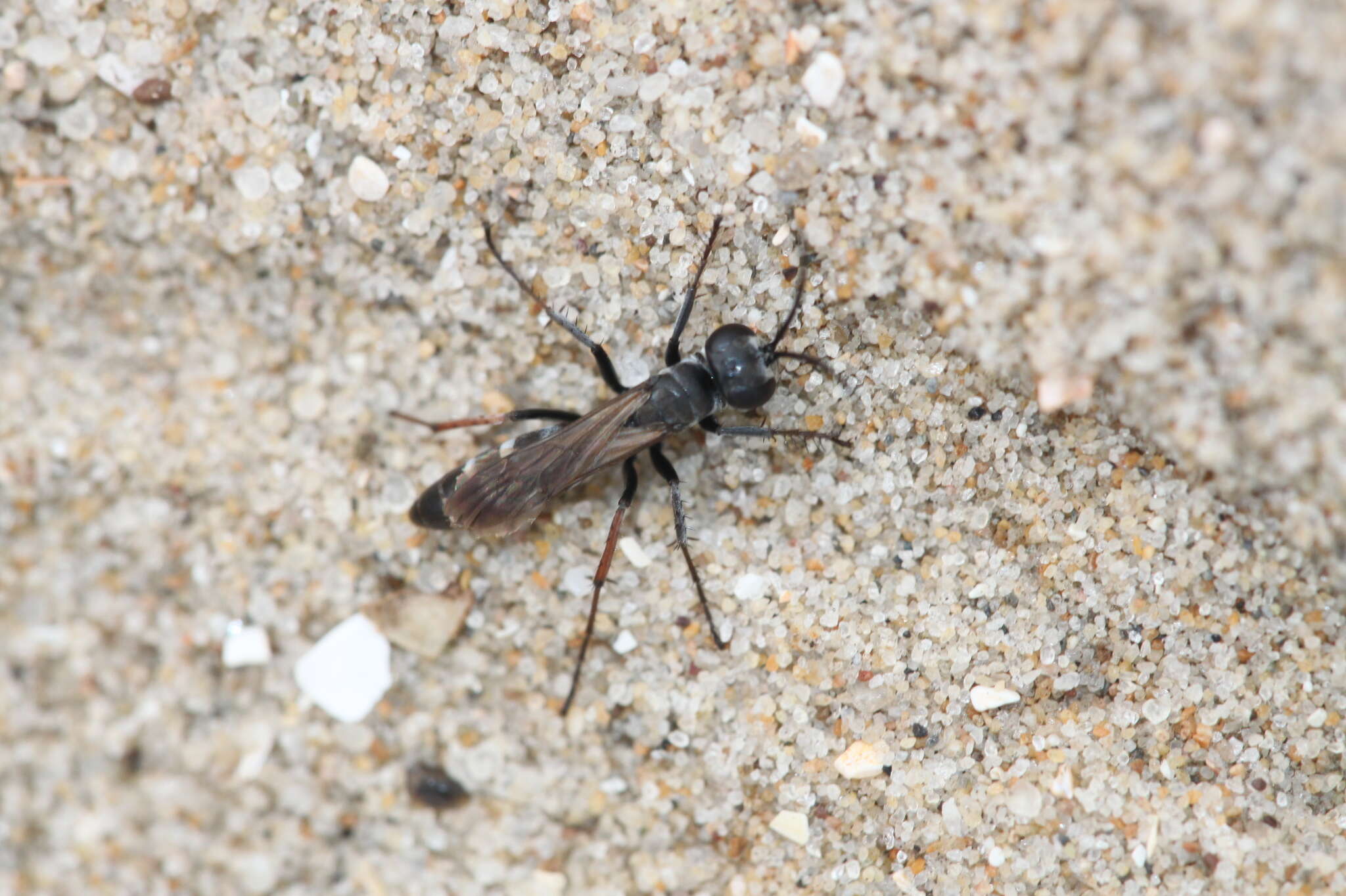 Episyron rufipes (Linnaeus 1758) resmi