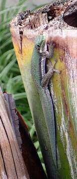 Image of Phelsuma lineata elanthana Krüger 1996