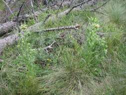 Image of Parry's thistle